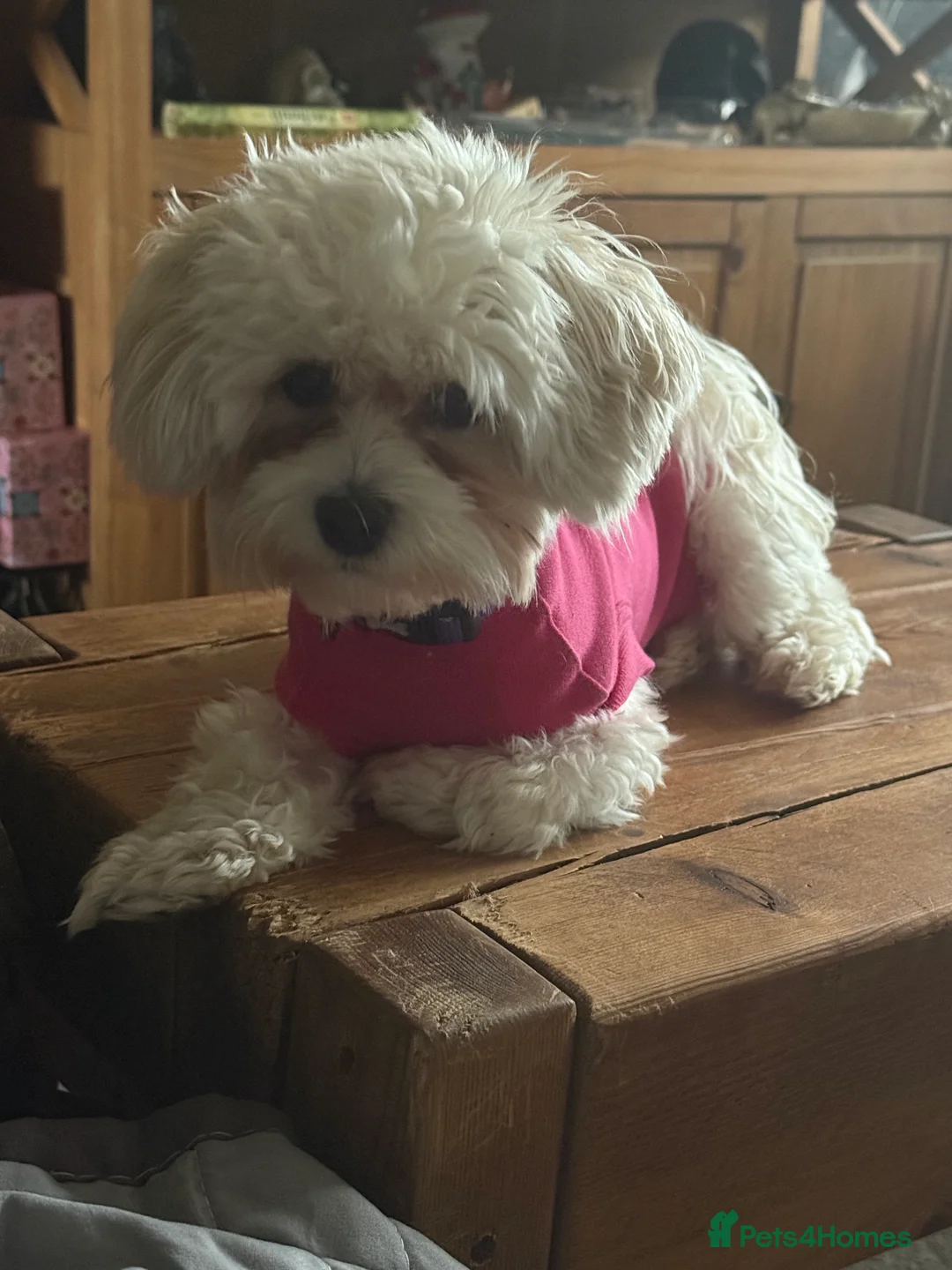 Mixed Breed dogs for sale: Gladys is looking for a new home  - Advert 3