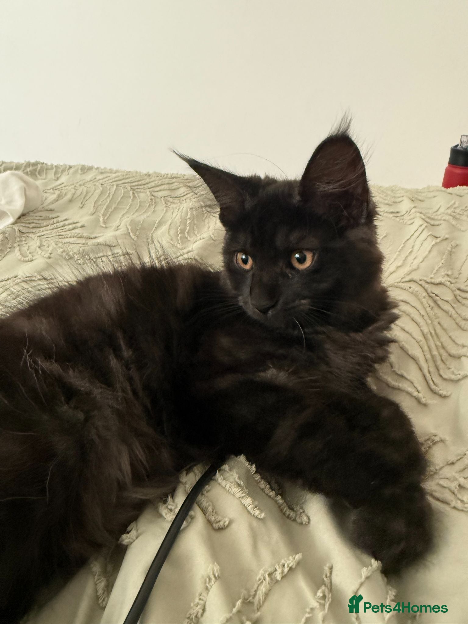 Maine Coon cats Affectionate & Playful Maine Coon X Kitten - Advert 18