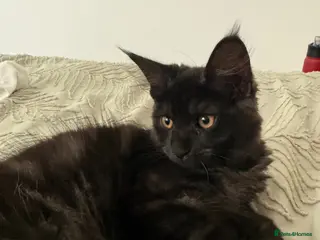 Maine Coon cats Affectionate & Playful Maine Coon X Kitten - Advert 18