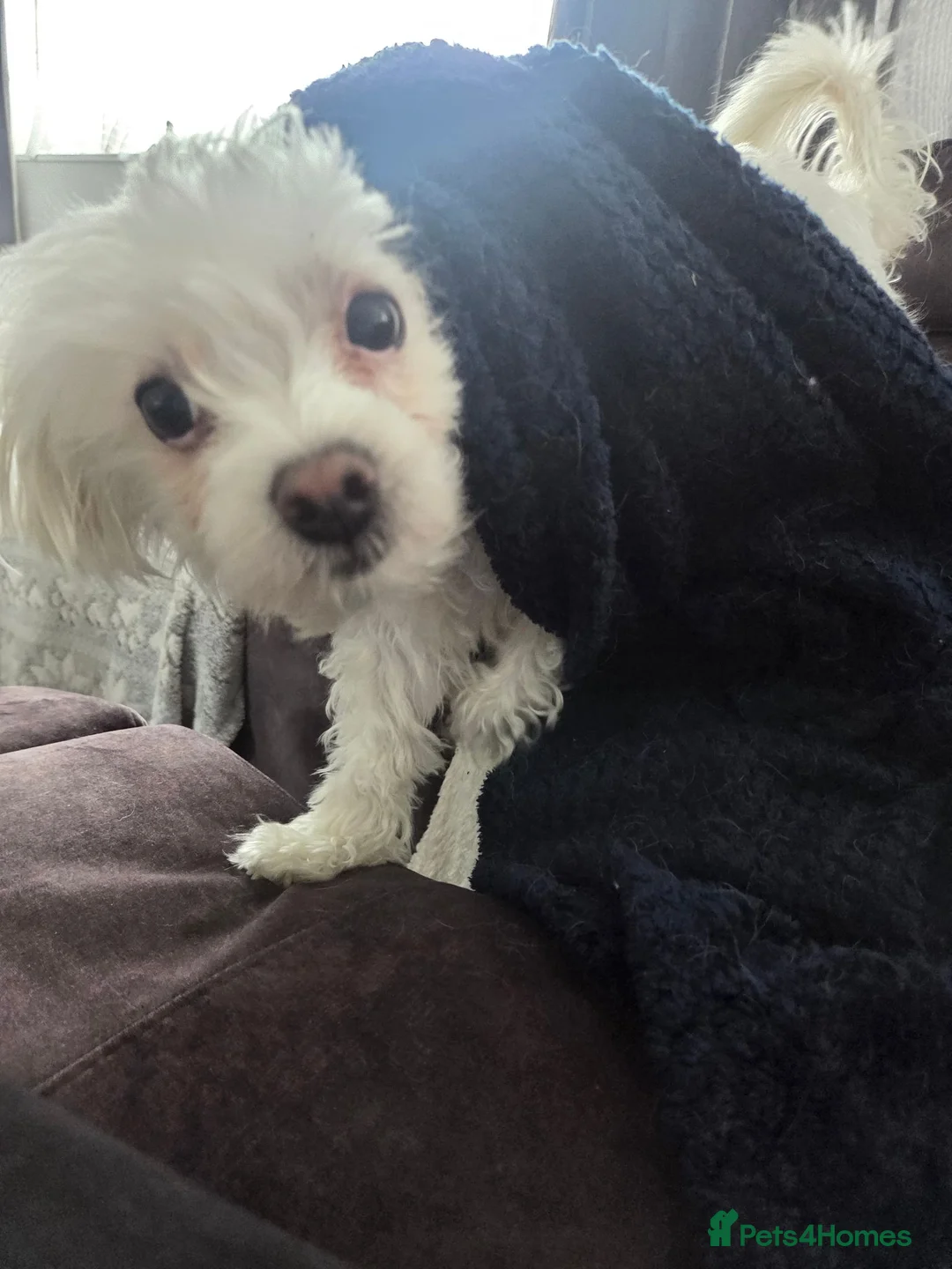 Maltese dogs for sale: 2 year old maltese female in Reading - Advert 2