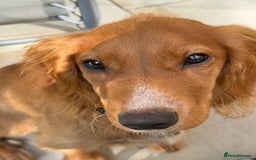 Cocker Spaniel dogs for sale: UNIQUE OPPORTUNITY TO OWN A 4 MONTH TRAINED PUPPY! in Ottery Saint Mary - Image 4