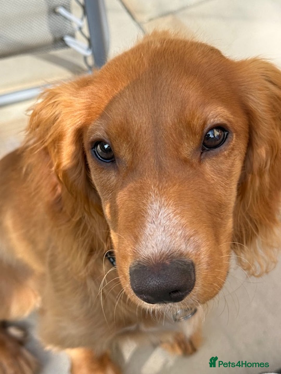 Cocker Spaniel dogs for sale: UNIQUE OPPORTUNITY TO OWN A 4 MONTH TRAINED PUPPY! in Ottery Saint Mary - Image 4