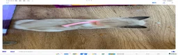 Mixed Breed cats for sale: House kittens  - Advert 9