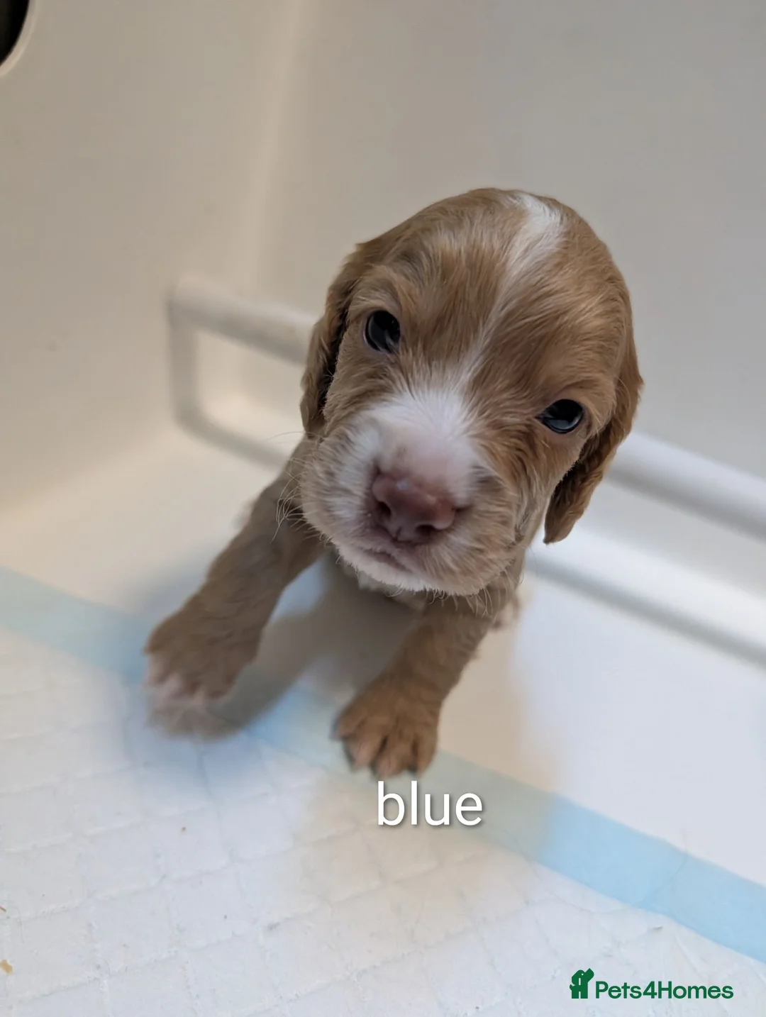 Sprocker dogs for sale: Beautiful sprocker babies! - Advert 2