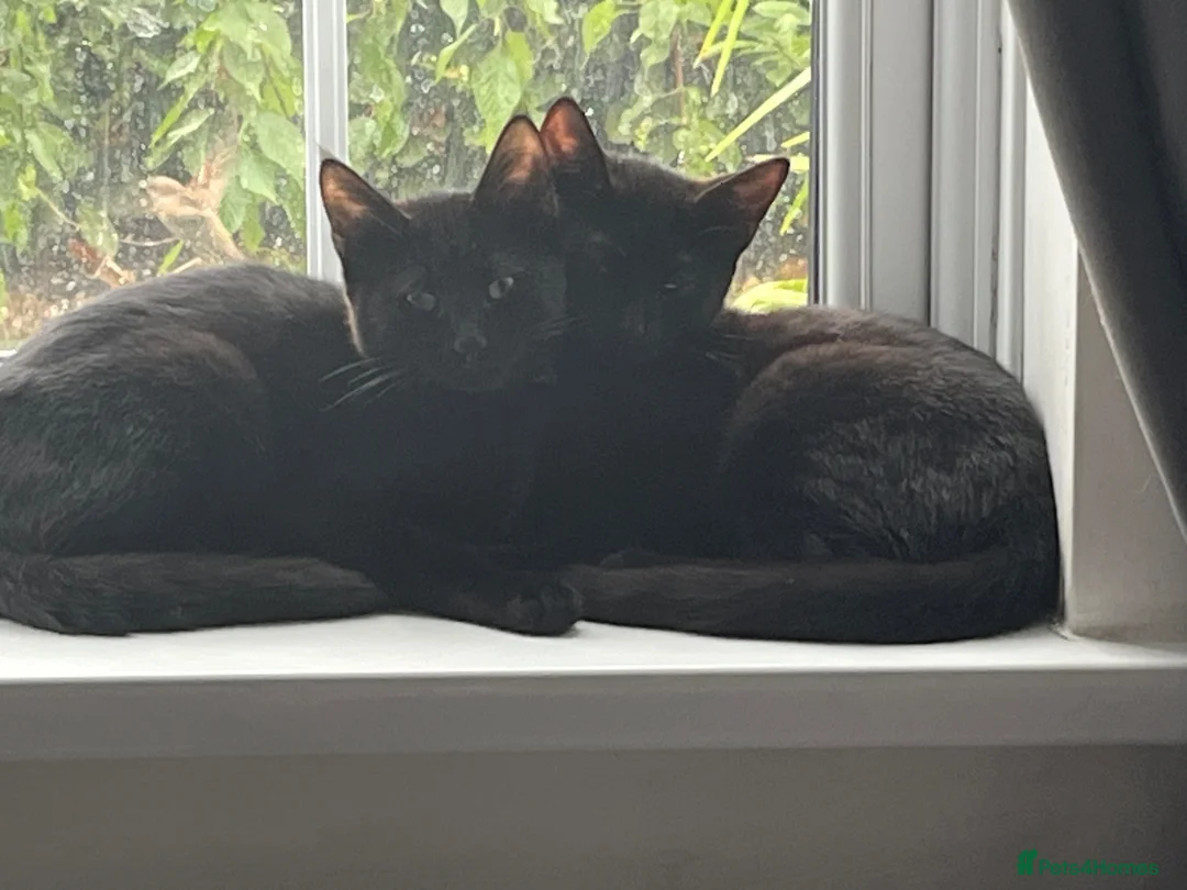 Mixed Breed cats for sale:  **  twin brothers  in Barnsley - Advert 10