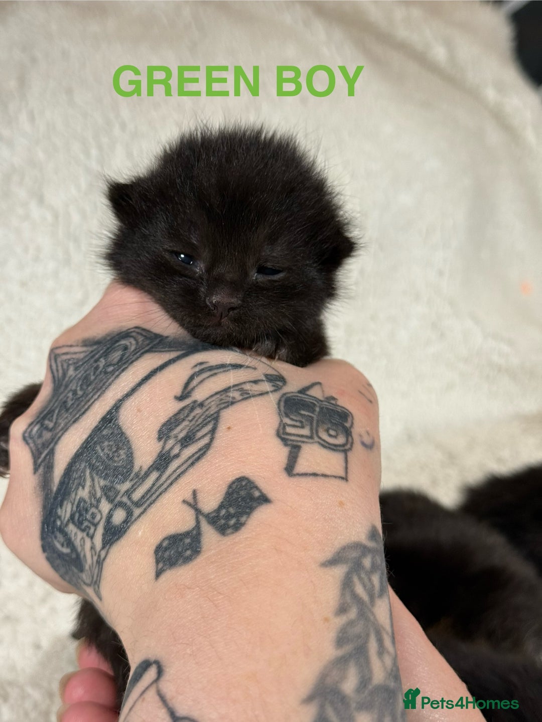 Domestic Shorthair cats for sale: 🐾✨ Gorgeous Fluffy Black Kittens – Ready 24/12 🐾 - Image 2