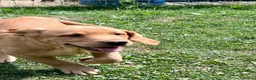 Labrador Retriever dogs for sale: Pedigree Labrador Boy Puppy LAST ONE! - Advert 5