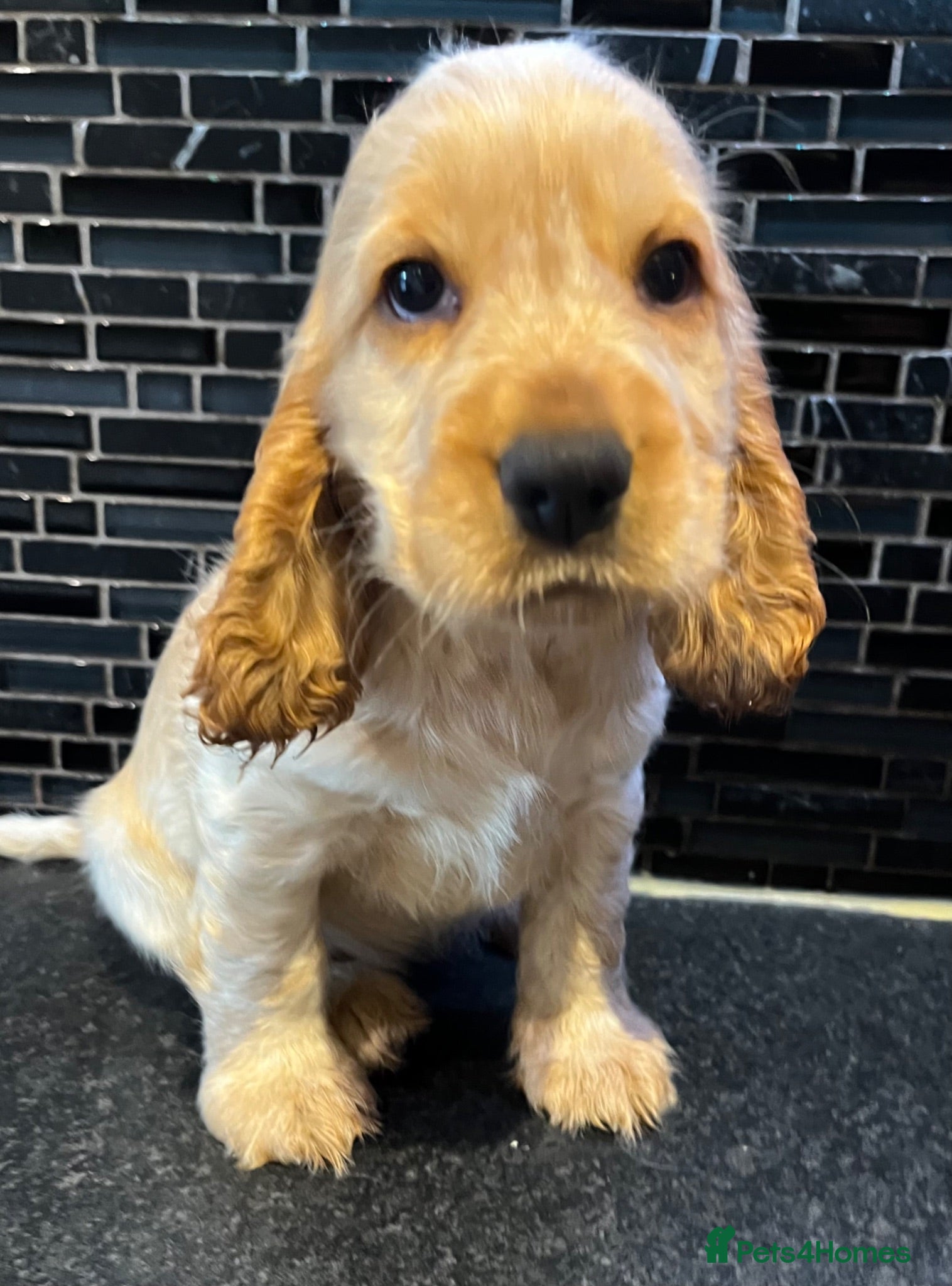 Cocker Spaniel dogs KC English Cocker Female Puppy - Advert 14