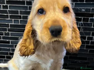 Cocker Spaniel dogs KC English Cocker Female Puppy - Advert 3