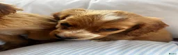 Cocker Spaniel dogs for sale: Show type cocker boys  in Daventry - Advert 13