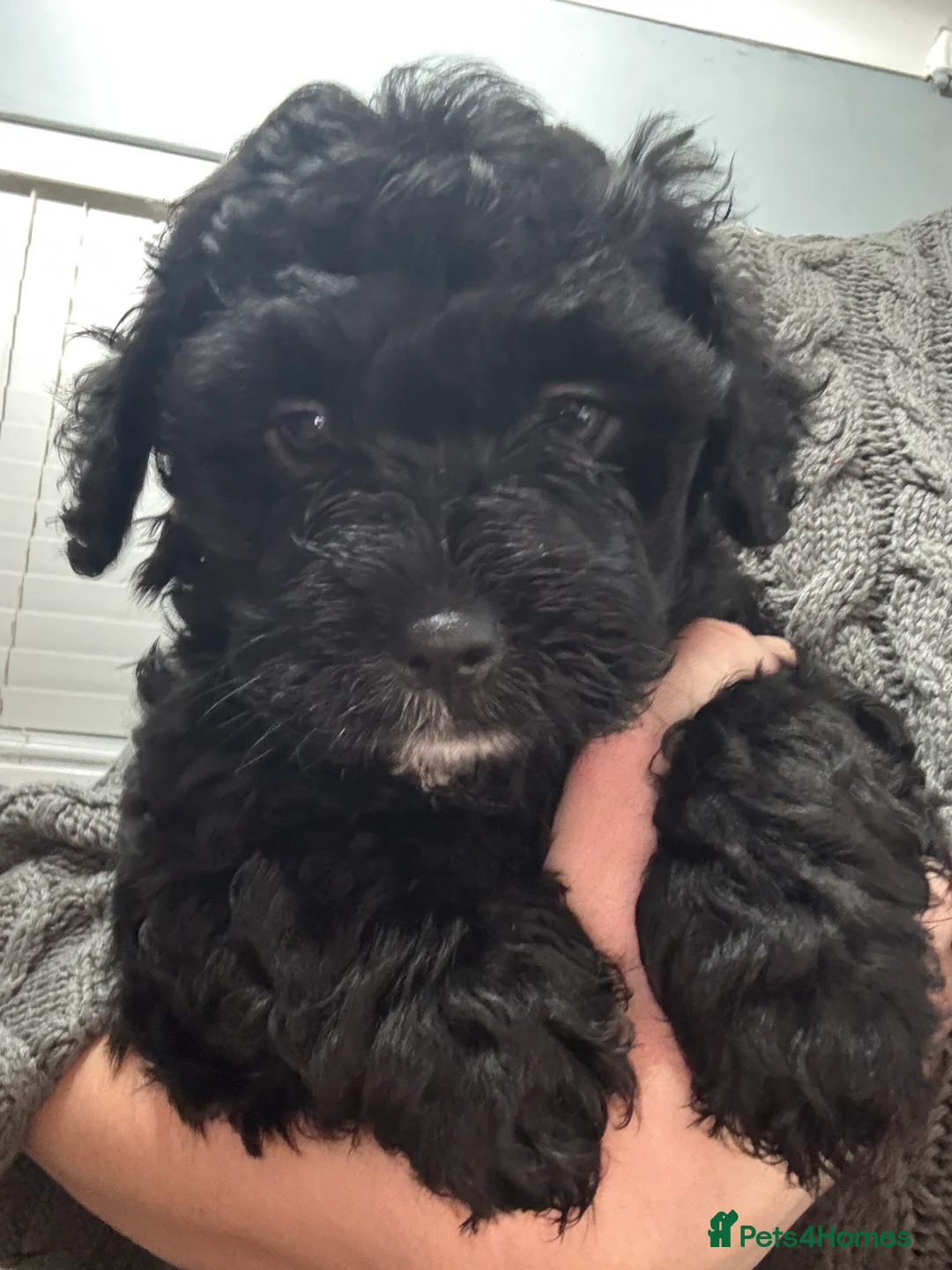 Mixed Breed dogs for sale: Shihpoo puppies - Advert 8