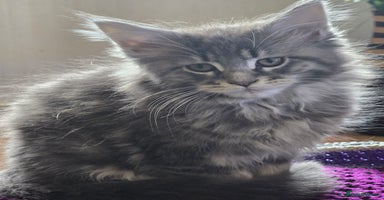 Maine Coon cats - Advert 13