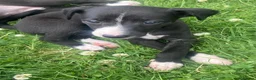 Whippet dogs for sale: 6 STUNNING WHIPPET PUPPIES - Advert 30
