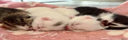 Turkish Angora cats for sale: Four Adorable Kittens!  - Advert 7