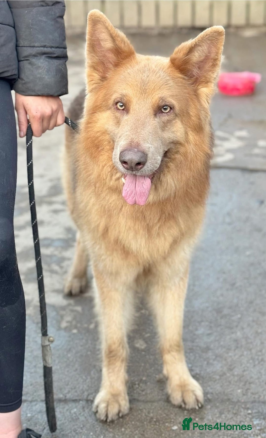 German Shepherd dogs for stud: Isabella & tan German shepherd stud dog - Image 6