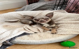 Chihuahua dogs for stud: Proven Lilac KC registered chihuahua for stud  in Liverpool - Image 4
