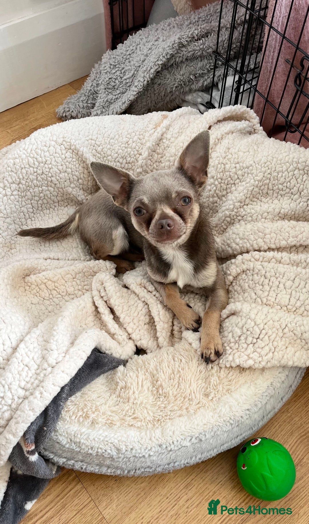 Chihuahua dogs for stud: Proven Lilac KC registered chihuahua for stud  in Liverpool - Image 4