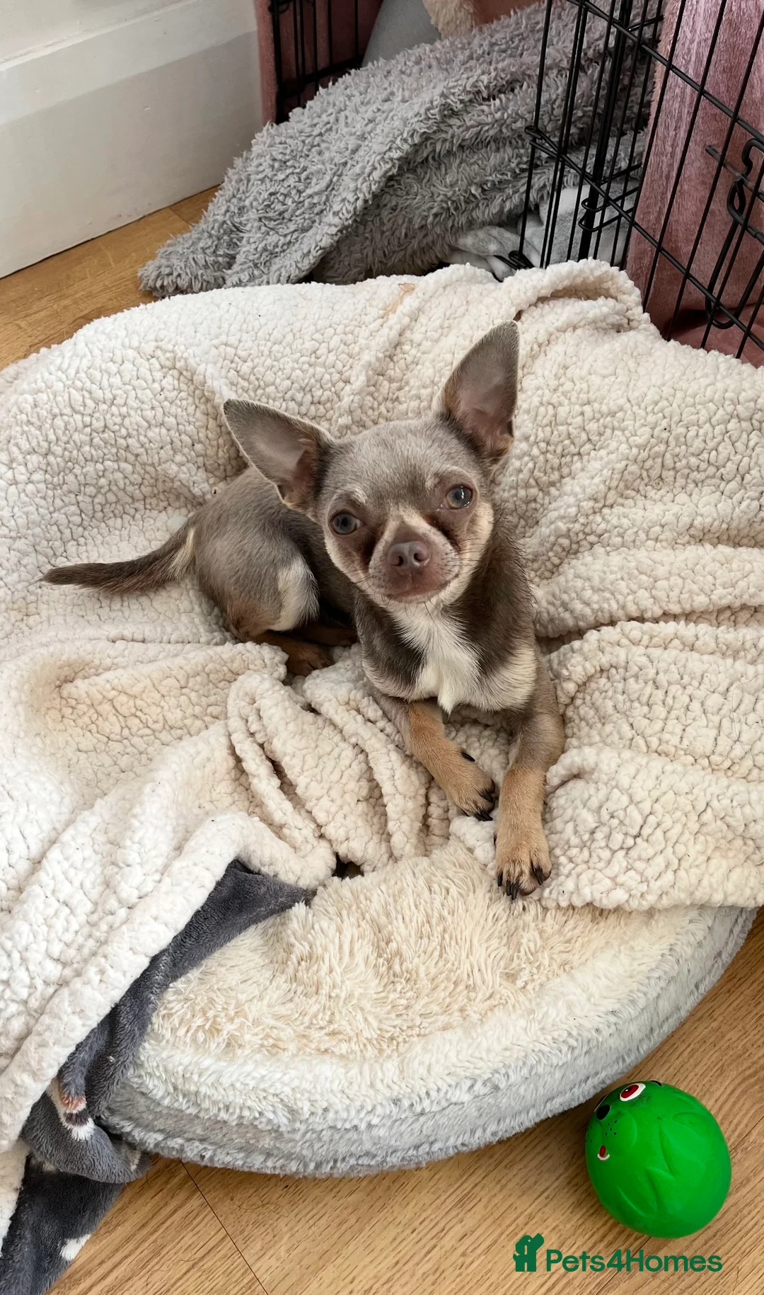 Chihuahua dogs for stud: Proven Lilac KC registered chihuahua for stud  in Liverpool - Advert 5