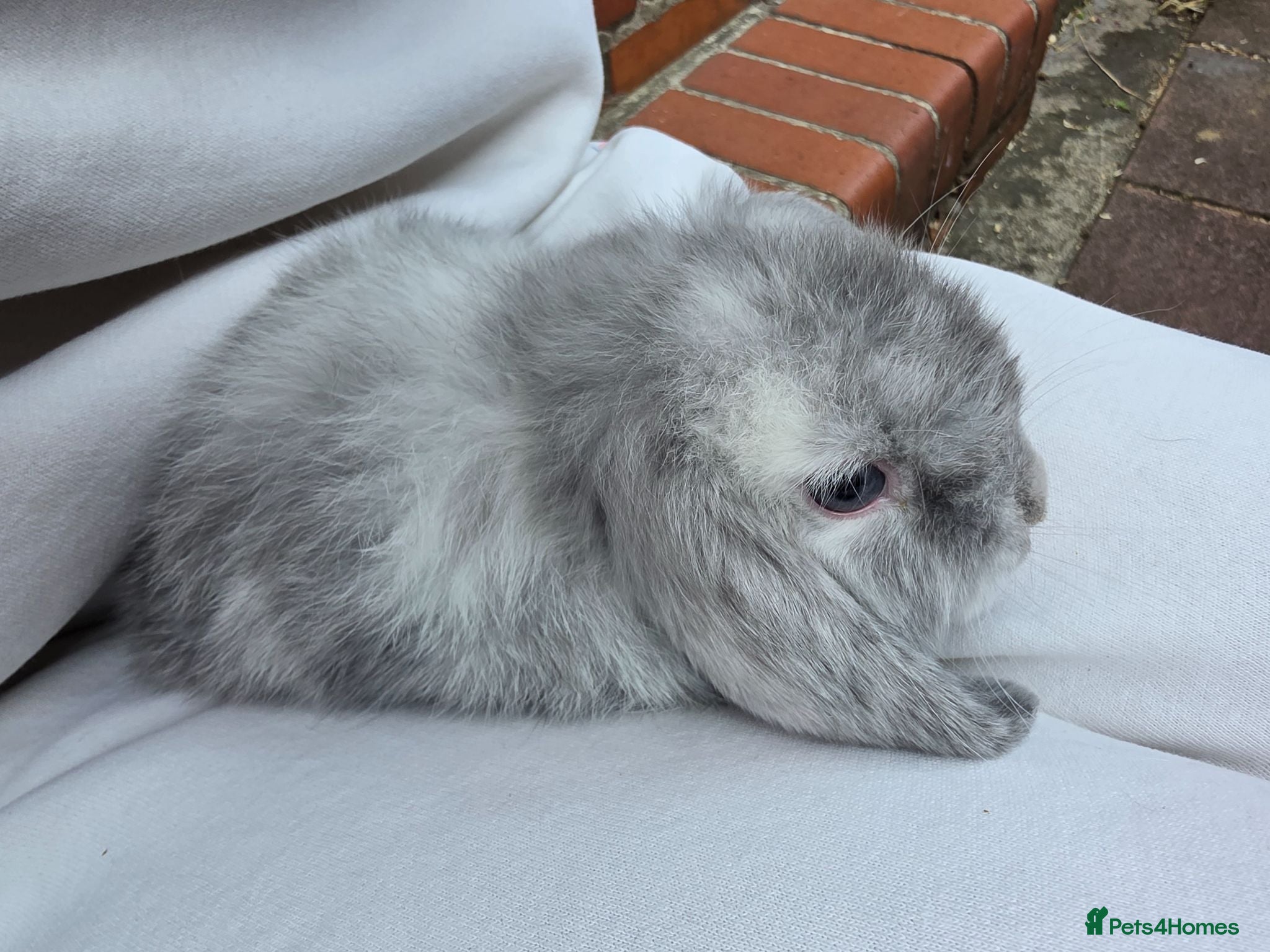 Mini Lop rabbits Mini loop - Advert 1