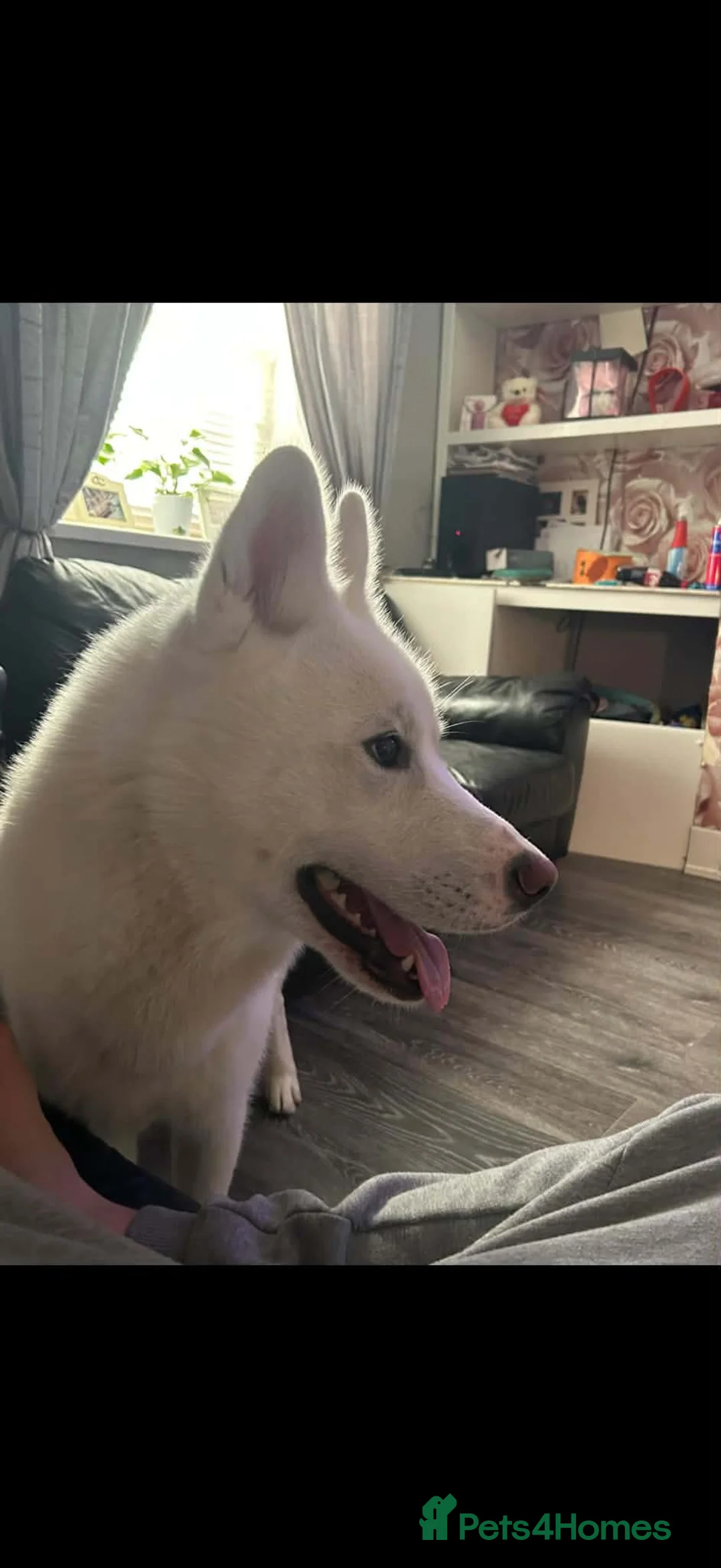 Siberian Husky dogs for sale: BEAR- male Siberian husky  - Advert 2