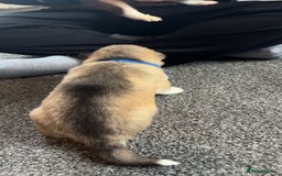 Siberian Husky dogs for sale: Beautiful husky pups 🔥 only 3 male pups left 🔥 - Advert 26