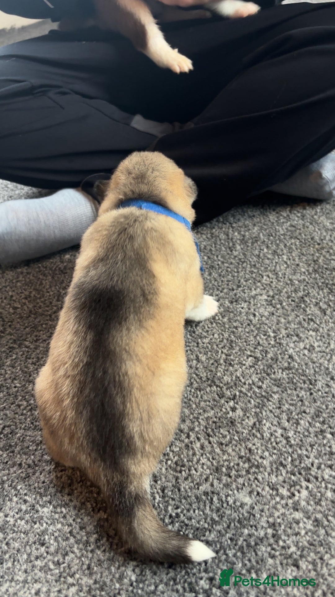 Siberian Husky dogs for sale: Beautiful husky pups 🔥 only 3 male pups left 🔥 - Advert 26