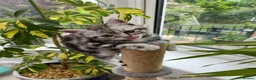 British Shorthair cats for sale: British Shorthair Classic Silver Tabby/Spotted - Advert 13