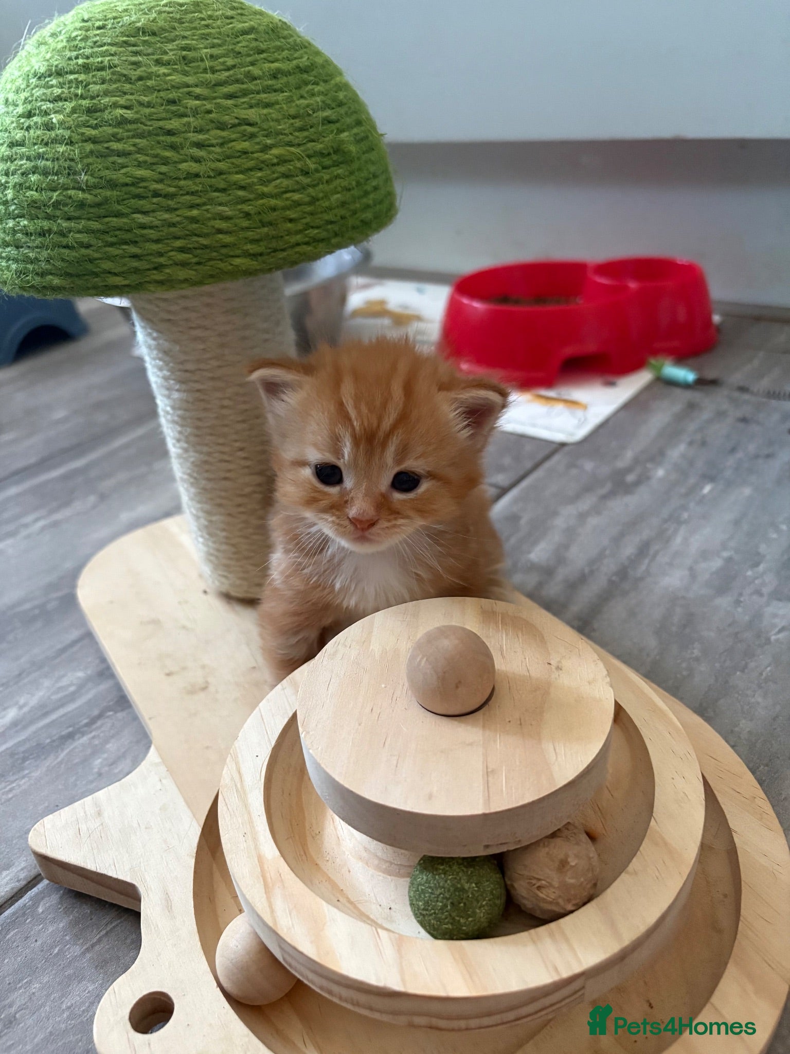 Mixed Breed cats  Stunning, Friendly & Confident Kittens - Advert 2
