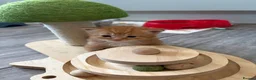 Mixed Breed cats for sale:  Stunning, Friendly & Confident Kittens - Advert 16