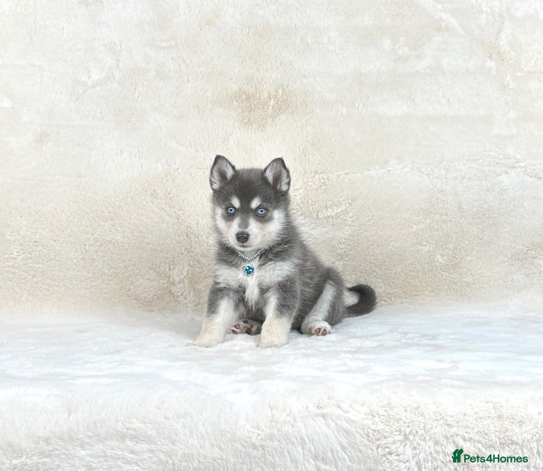 Pomsky dogs for sale: Stunning blue eyes F3 Pomsky puppies for sale  - Image 4