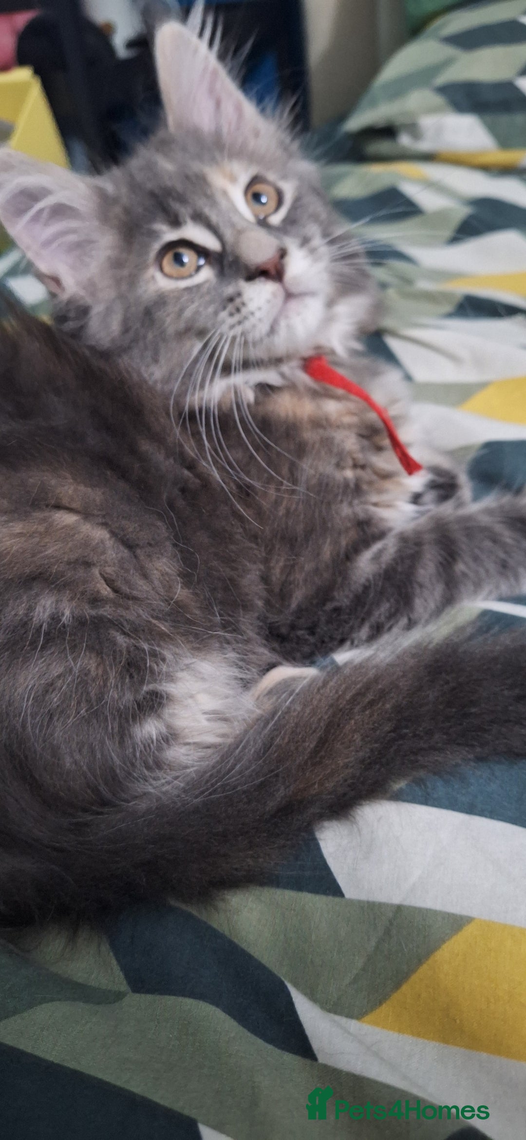 Maine Coon cats for sale: 😻 Ready Now 😻 Fluff Playful Maine Coon Kittens😻 - Advert 13