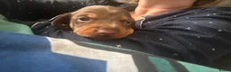 Dachshund dogs for sale: Gorgeous dacshund puppies for sale  - Advert 10