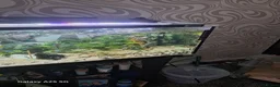 Plecos fish for sale: Juvenile common plecos bristlenose  in Gateshead - Advert 6