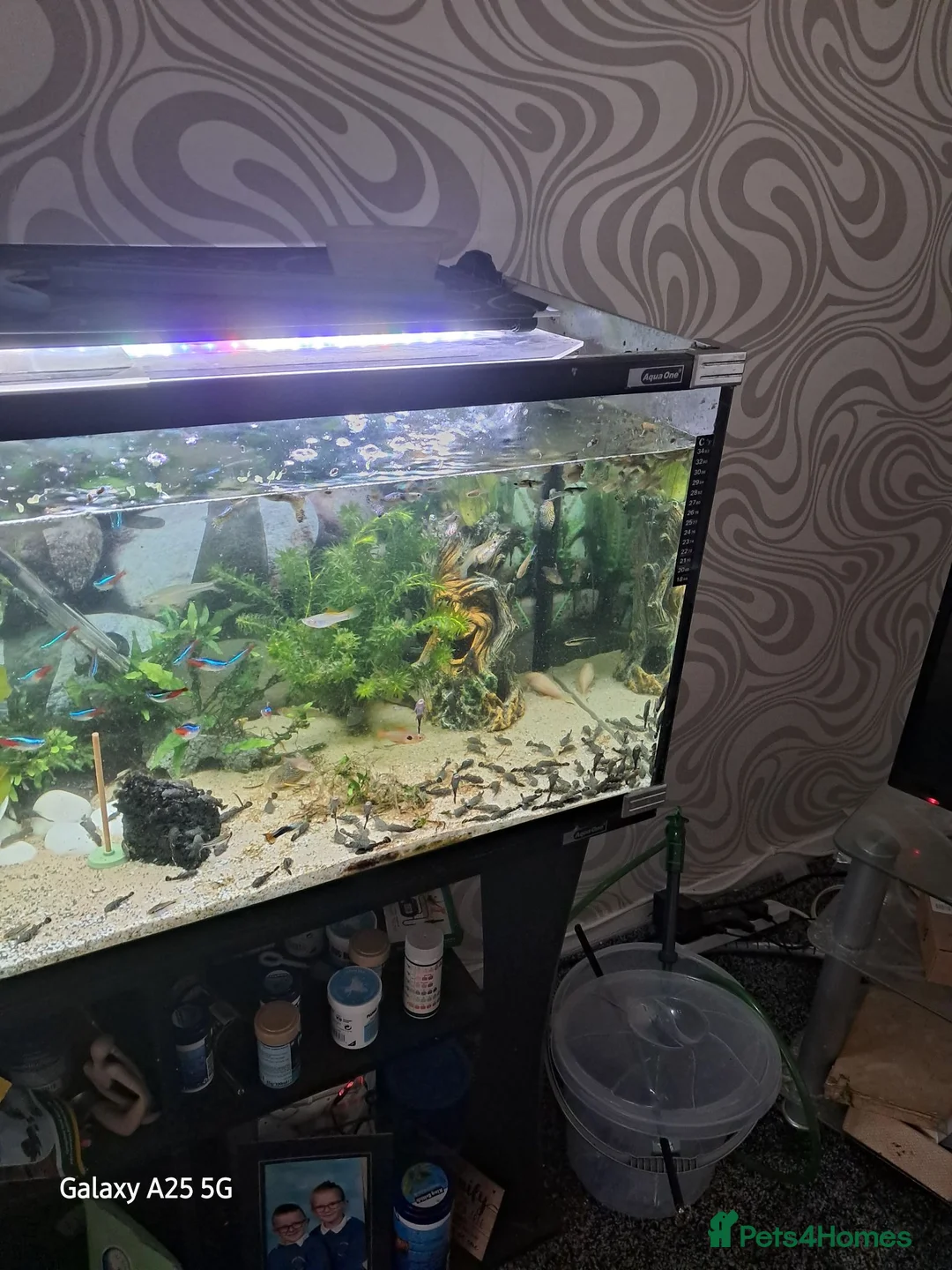 Plecos fish for sale: Juvenile common plecos bristlenose  in Gateshead - Advert 6