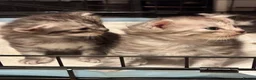Ragcoon cats for sale: 🐾 Adorable RAGCOON Kittens ! 🐾 - Advert 12