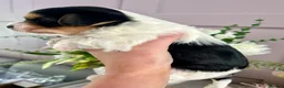 Biewer Terrier dogs for sale: Beautiful Biewer Terrier Boy  - Advert 5