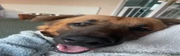 Mixed Breed dogs for sale: Bull Mastiff cross German Shepard Boy - Advert 2