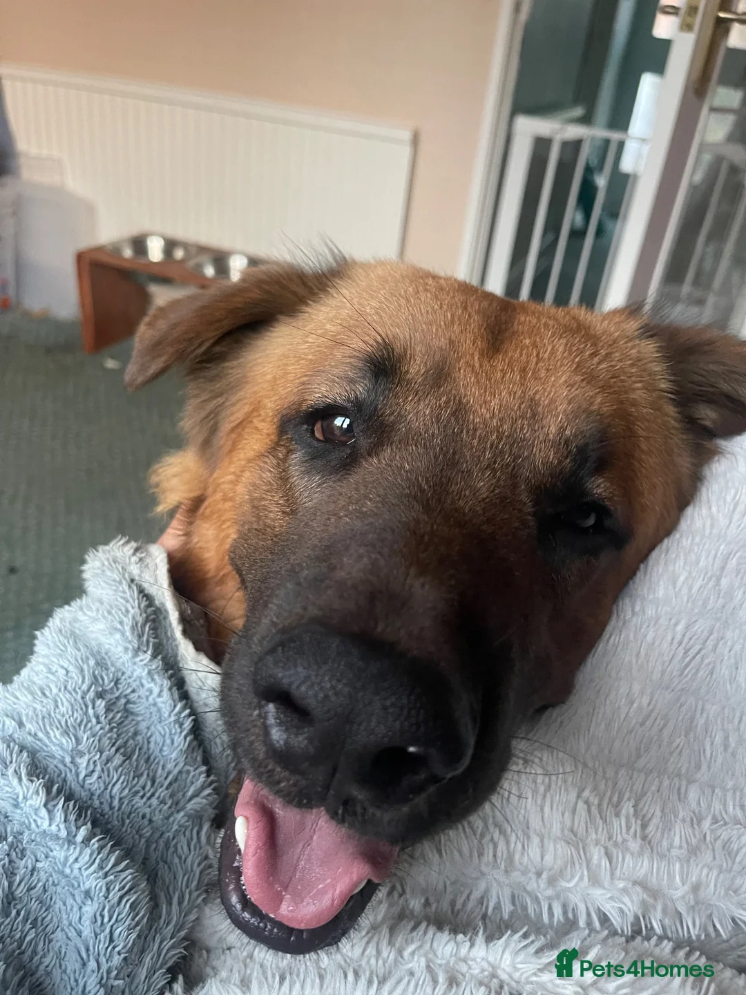 Mixed Breed dogs for sale: Bull Mastiff cross German Shepard Boy - Advert 2