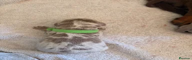 Casper 