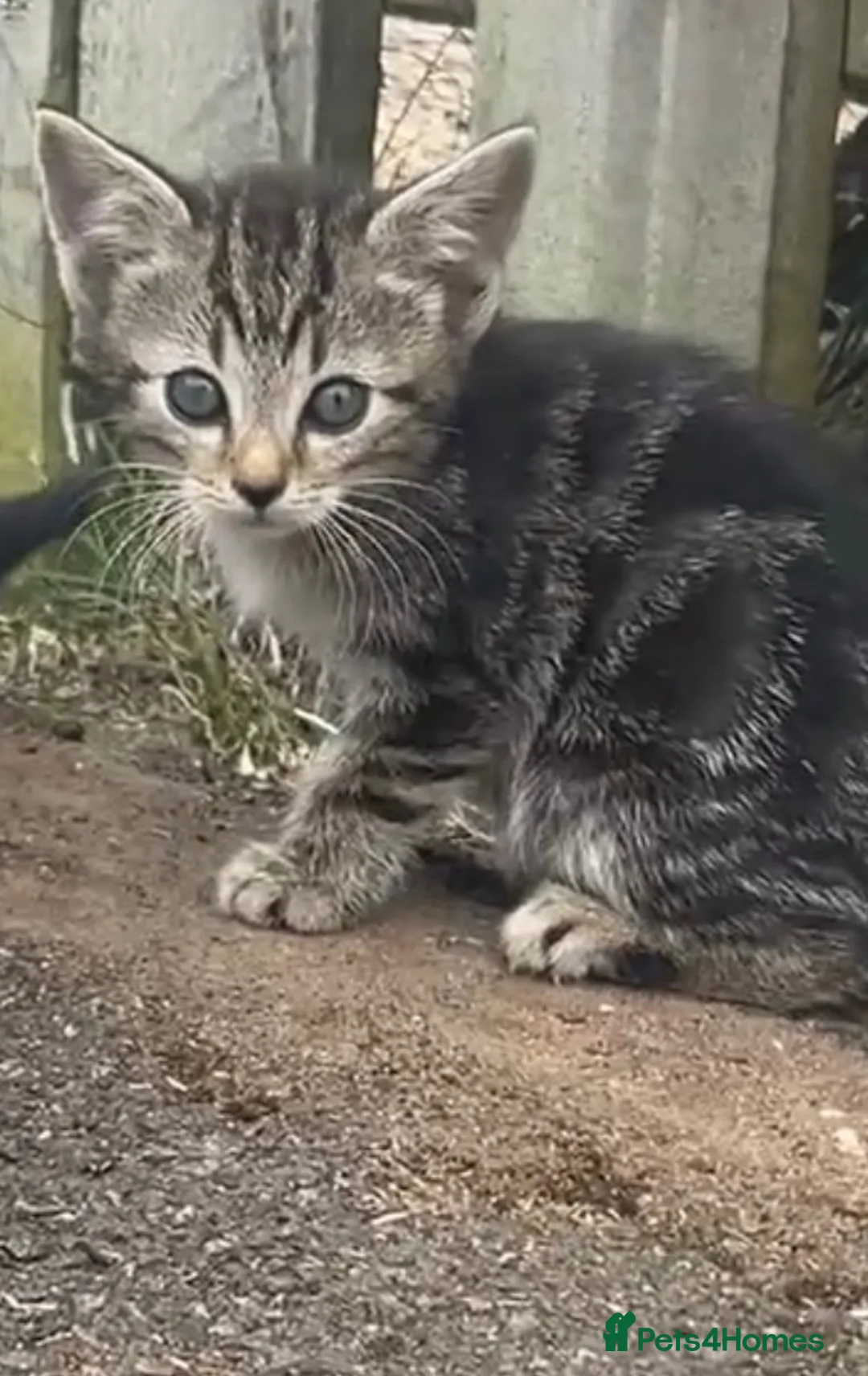 Domestic Shorthair cats for sale: very cute kitten - Advert 2