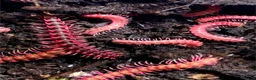 Millipedes invertebrates for sale: Pink dragon millipedes  - Advert 1