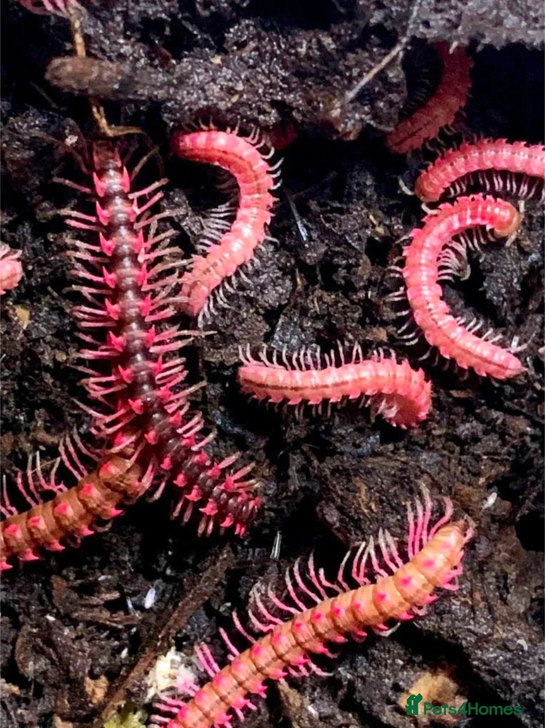 Millipedes invertebrates for sale: Pink dragon millipedes  - Advert 1