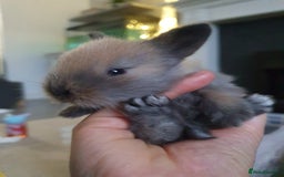 Lionhead rabbits for sale: Baby bunny's mixed lionhead /northern dwaf - Image 17