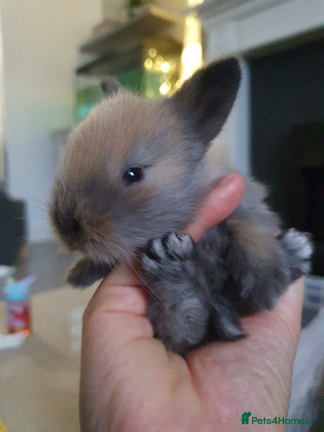 Lionhead rabbits for sale: Baby bunny's mixed lionhead /northern dwaf - Image 17
