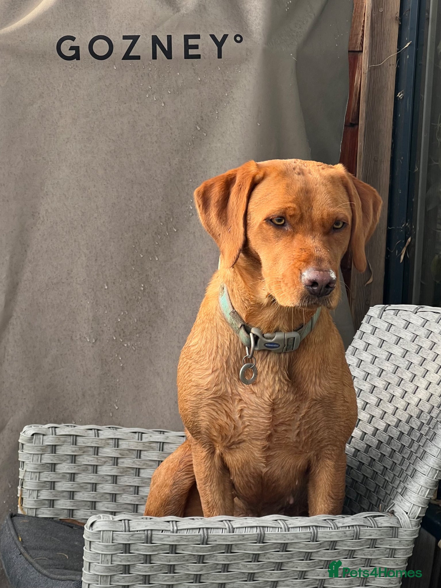 Labrador Retriever dogs Superb pedigree KC reg Labrador Retriever Puppies - Advert 5