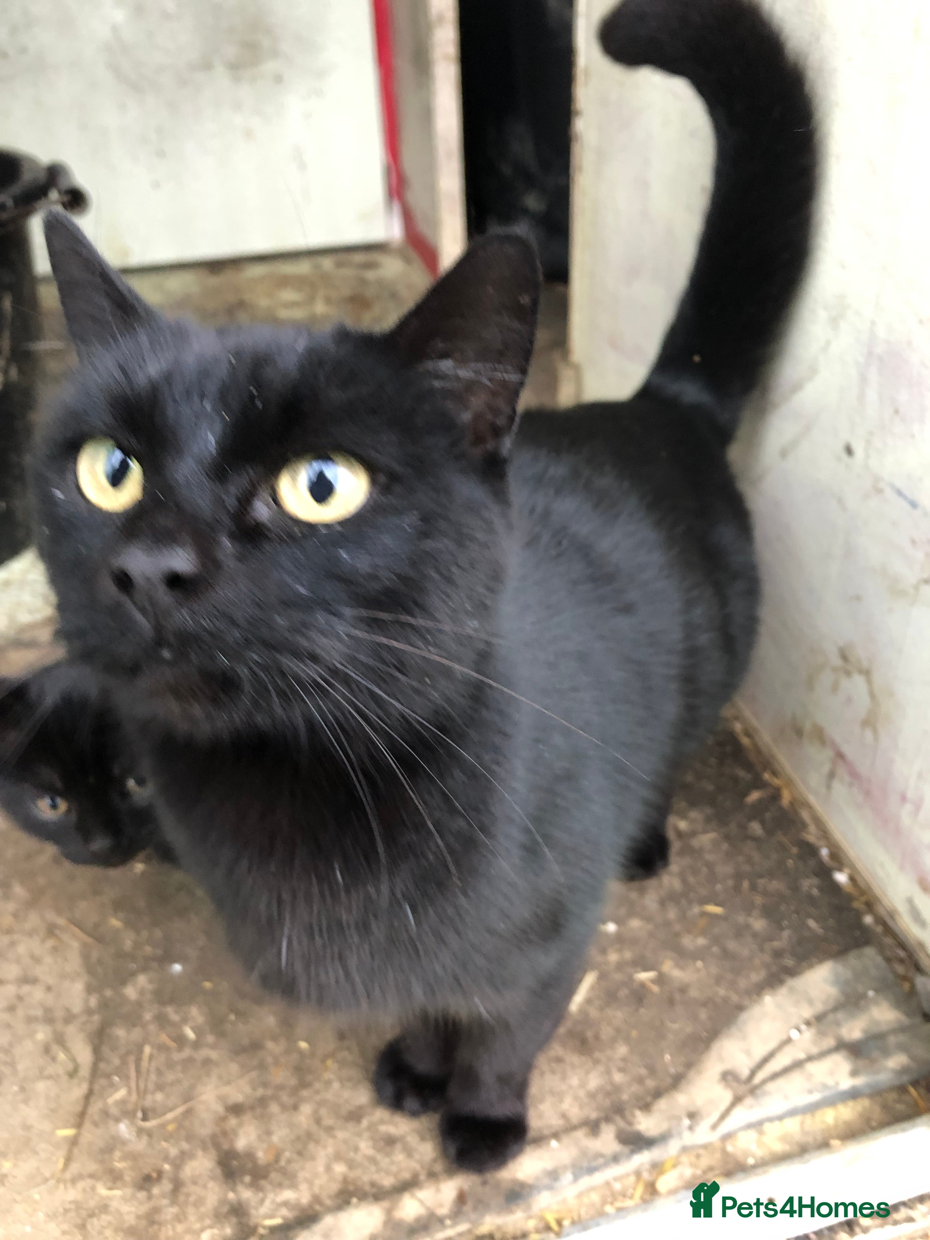 Mixed Breed cats Black kittens - Advert 1