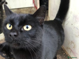 Mixed Breed cats Black kittens - Advert 1