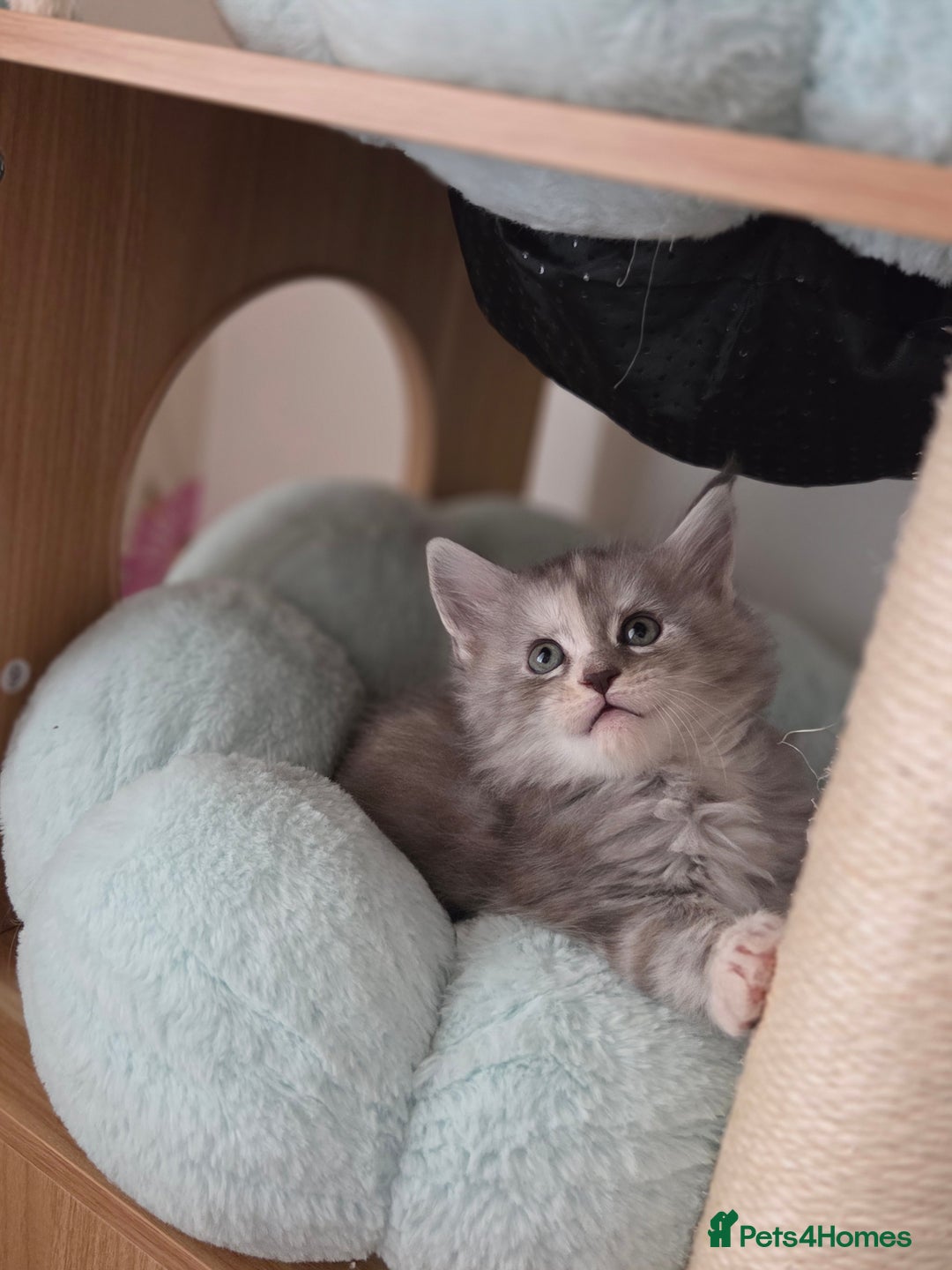 Maine Coon cats for sale: Stunning quality silver Tica Mainecoon kittens  - Advert 9