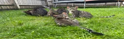 Savannah cats for sale: LAST BOY kitten left ! - Advert 7