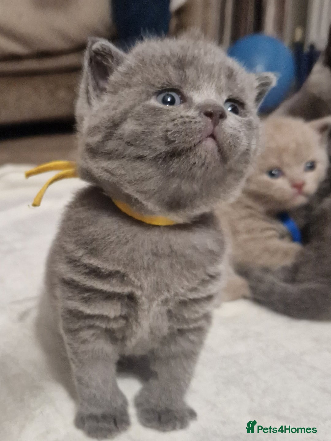 British Shorthair cats for sale:  Gccf British shorthair kittens champion lines 🏆 - Advert 7